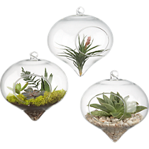 hanging glass terrarium