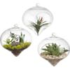 hanging glass terrarium
