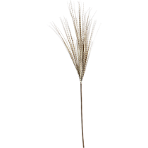 tail feather